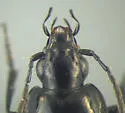 Agonum mutatum - photo 3