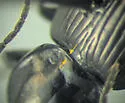Agonum mutatum - photo 4