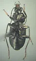 Agonum mutatum - photo 5