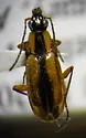 Agonum nigriceps - Agonum nigriceps
