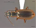 Agonum nigriceps - photo 2