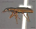 Agonum nigriceps - photo 3