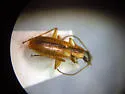 Agonum nigriceps - photo 4