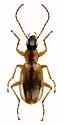 Agonum nigriceps - photo 5