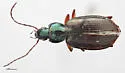 Agonum nutans - Agonum nutans
