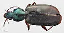 Agonum nutans - photo 2