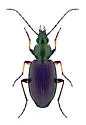 Agonum nutans - photo 3