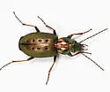 Agonum octopunctatum
