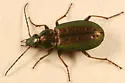 Agonum octopunctatum - photo 2