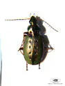 Agonum octopunctatum - photo 3