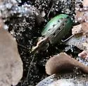 Agonum octopunctatum - photo 4