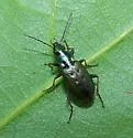 Agonum octopunctatum - photo 5