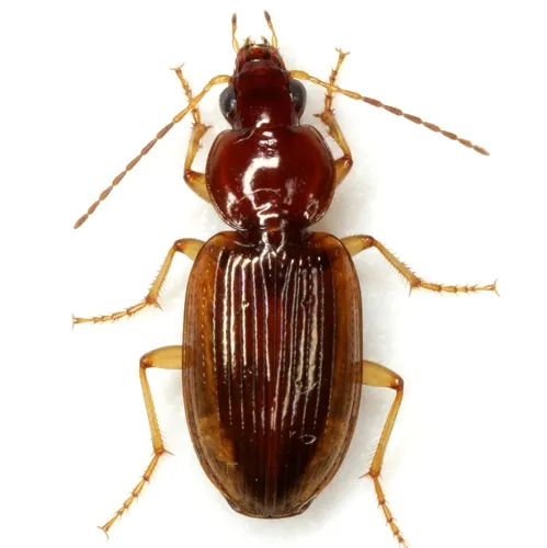 Agonum pallipes - photo 2