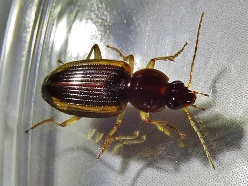 Agonum pallipes - photo 3