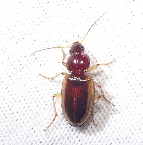Agonum pallipes - photo 4