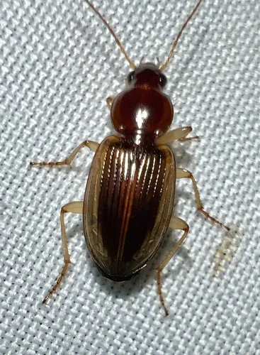 Agonum pallipes - photo 5