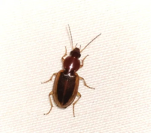 Agonum pallipes - photo 6