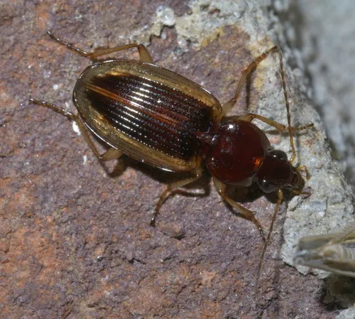 Agonum pallipes - photo 7