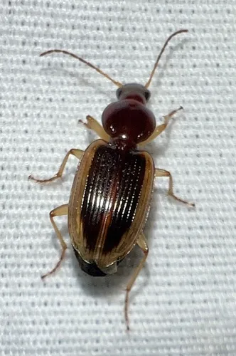 Agonum pallipes - photo 8