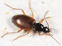 Agonum palustre - Agonum palustre