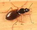 Agonum palustre - photo 2