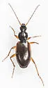 Agonum palustre - photo 3