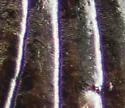 Agonum palustre - photo 4
