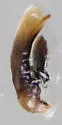 Agonum palustre - photo 5