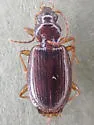 Agonum piceolum - photo 2