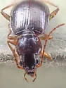 Agonum piceolum - photo 4