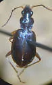 Agonum piceolum - photo 5