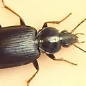 Agonum placidum