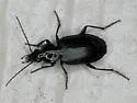 Agonum placidum - photo 2