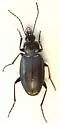 Agonum placidum - photo 3