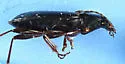 Agonum placidum - photo 4