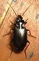 Agonum placidum - photo 5