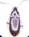 Agonum propinquum - Agonum propinquum