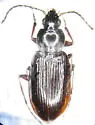 Agonum propinquum - photo 2