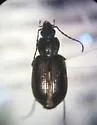 Agonum propinquum - photo 3