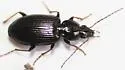 Agonum punctiforme - Agonum punctiforme