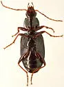Agonum punctiforme - photo 2