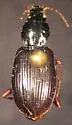 Agonum punctiforme - photo 3