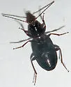 Agonum punctiforme - photo 4