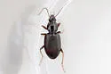 Agonum punctiforme - photo 5