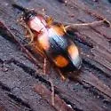 Agonum quadrimaculatum