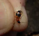 Agonum quadrimaculatum - photo 3
