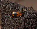 Agonum quadrimaculatum - photo 4