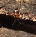 Agonum quadrimaculatum - photo 5
