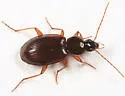 Agonum retractum - Agonum retractum