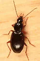 Agonum retractum - photo 2
